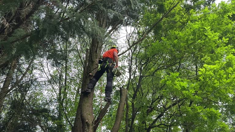 Best Tree Health Inspection  in Hudson, NY