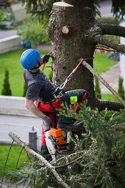 Trusted Hudson, NY Tree Services Experts