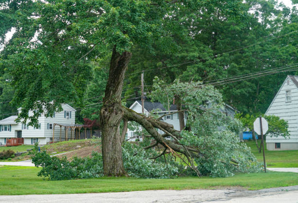 Best Tree Mulching  in Hudson, NY