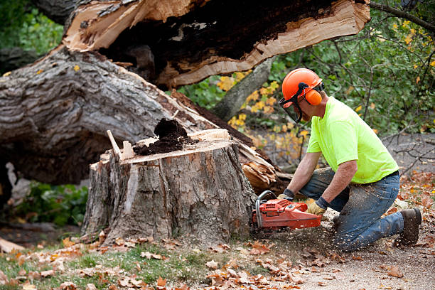 Best Tree Risk Assessment  in Hudson, NY