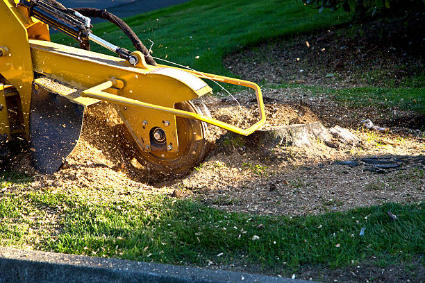 Best Tree Trimming and Pruning  in Hudson, NY