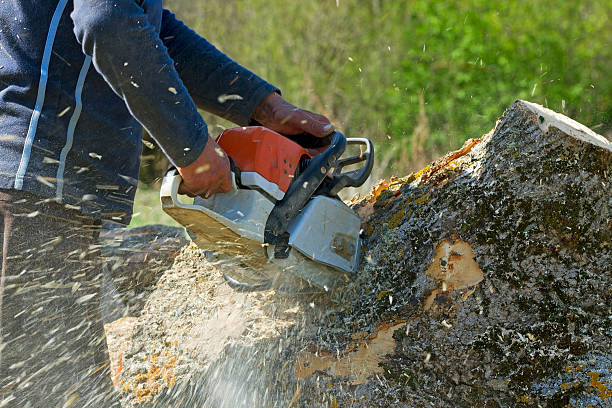 How Our Tree Care Process Works  in  Hudson, NY